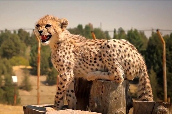 تصویر ۵ مرتبط با تعداد یوزپلنگهای در اسارت در ایران